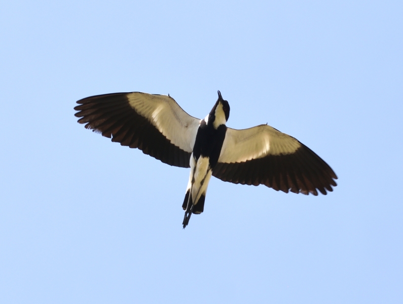 Pavoncella armata (Vanellus armatus)